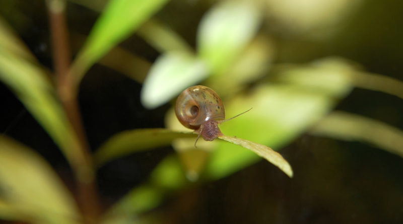 Aquarium-Snails-types