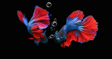 types of betta fish