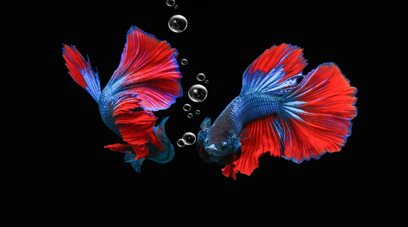 types of betta fish