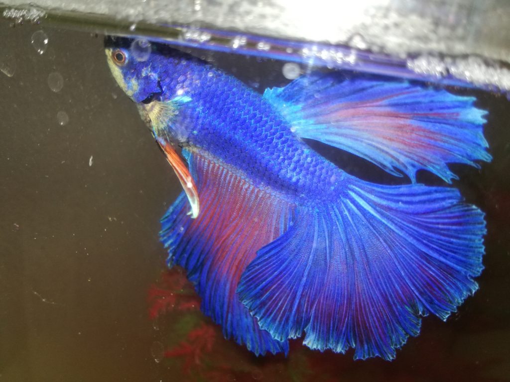 Blue-Betta-fish