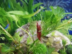 Cherry-shrimp-best-algae-eater