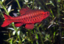 Barb-fish-types
