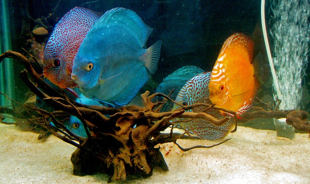 Discus-Fish-color-variations