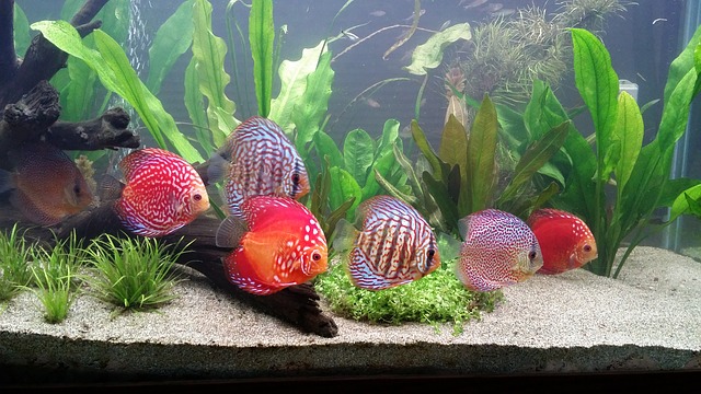 Discus fish tank