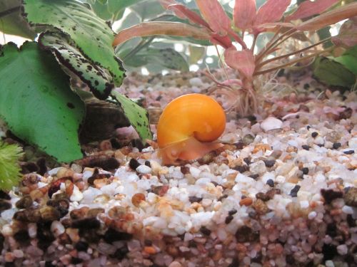 Golden-Mystery-Snails