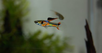 Nano tank fish for freshwater aquariums - Aquariumfreaks