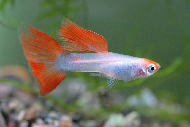 Facts about guppy fish