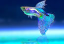 Guppy-Fish-Care
