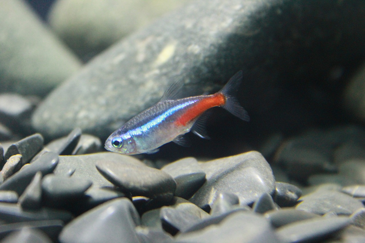 Neon-tetra-care