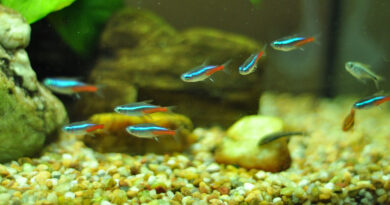 neon-tetra-care-guide-aquariumfreaks.com | wikimedia commons