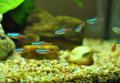 neon-tetra-care-guide-aquariumfreaks.com | wikimedia commons