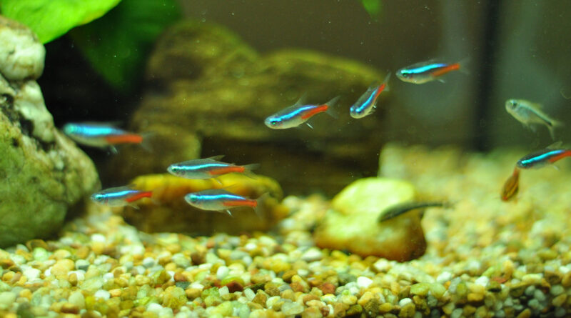 neon-tetra-care-guide-aquariumfreaks.com | wikimedia commons