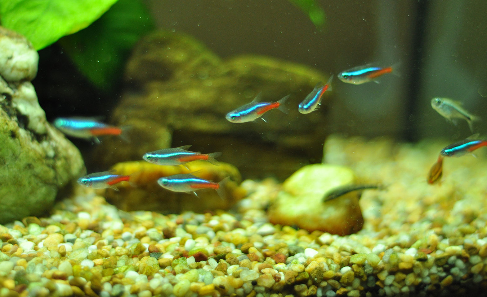 Neon Tetra Care: Expert Guide For Aquarists