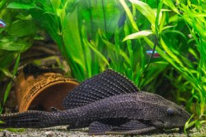 Pleco-fish