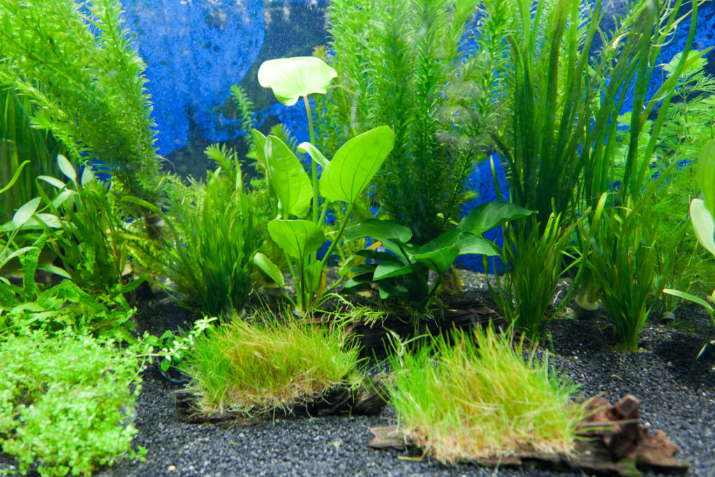 aquarium-plants-algae-eaters