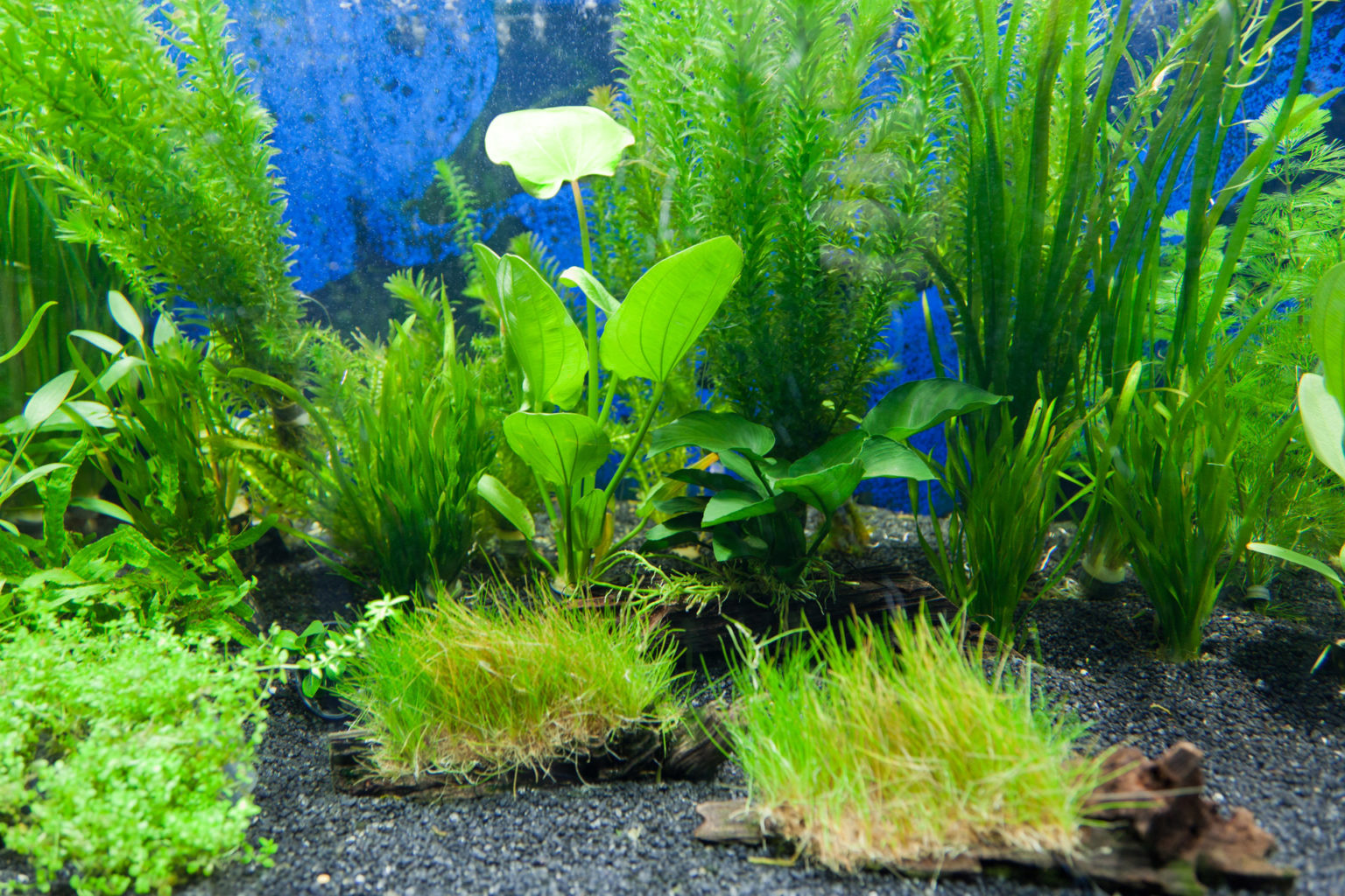 Curated visual reference: Visual Reference: The Best Fish For Eating Algae In Aquariums