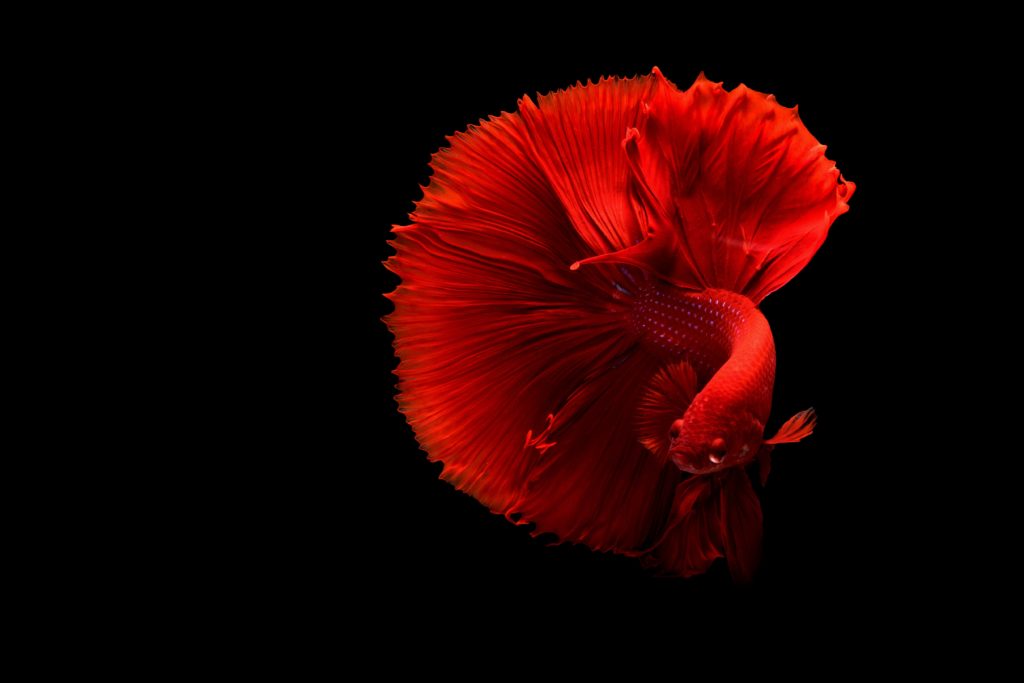red-betta-fish-types