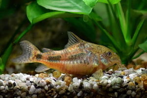 cory-catfish-corydoras