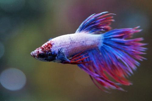 Crowntail-Betta-fish