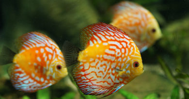 discus-fish-care