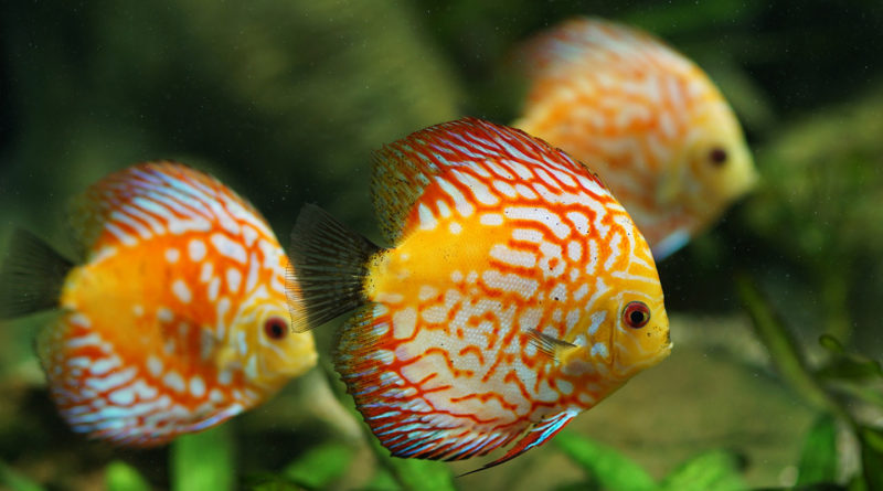 discus-fish-care