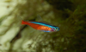 neon-tetra-care-guide-aquariumfreaks.com