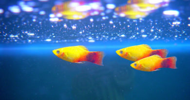 platy-fish-basic-care