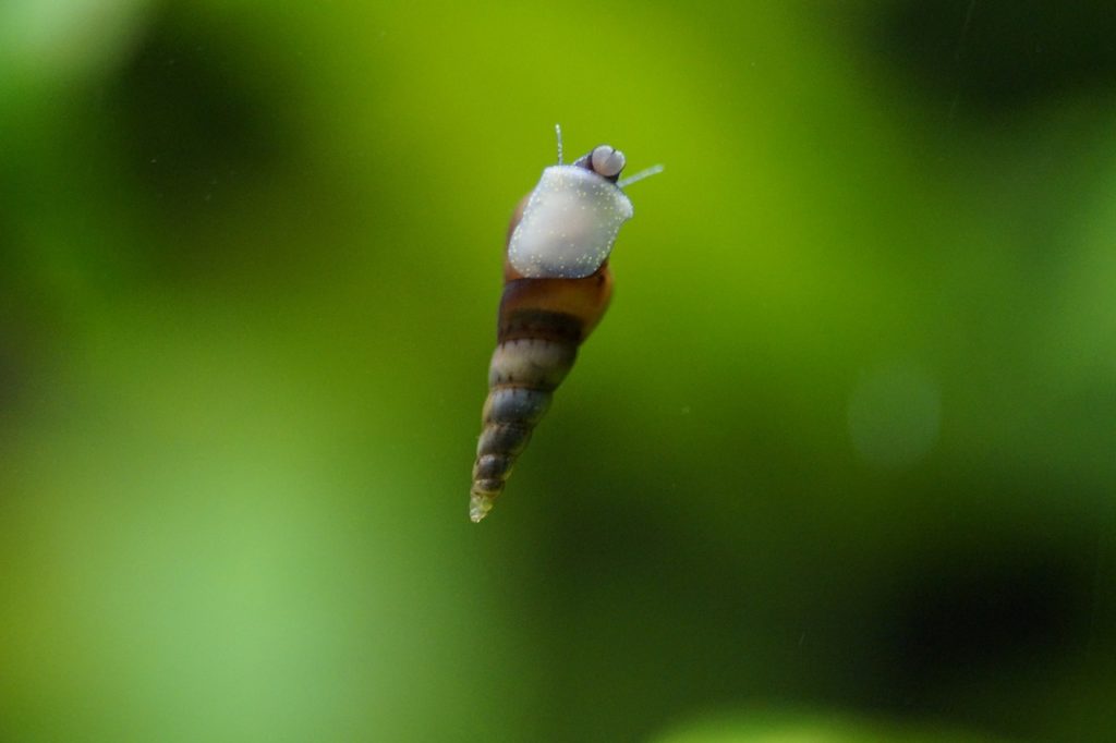 trumpet-Snail