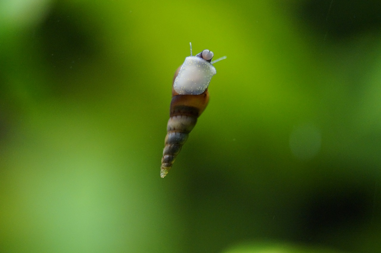 Image showcasing The best fish for eating algae in aquariums - Auariumfreaks.com