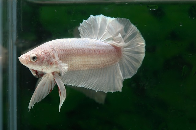 white-betta-fish