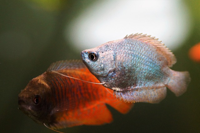 Dwarf-Gourami-best -fish-for-20-gallon-tank