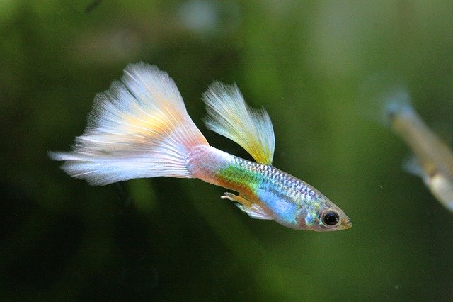 Guppy-fish