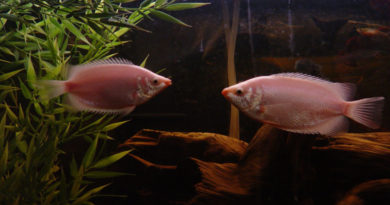 Pink Kissing Gouramis by Clevergrrl (flickr)