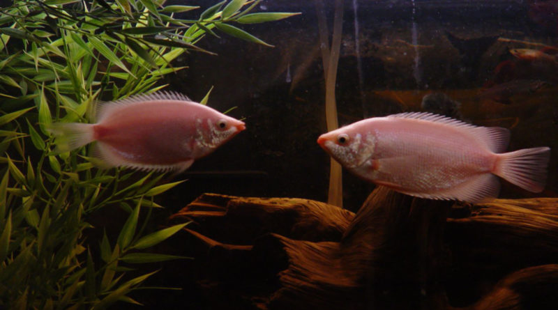 Pink Kissing Gouramis by Clevergrrl (flickr)