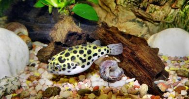 freshwater-puffer-fish