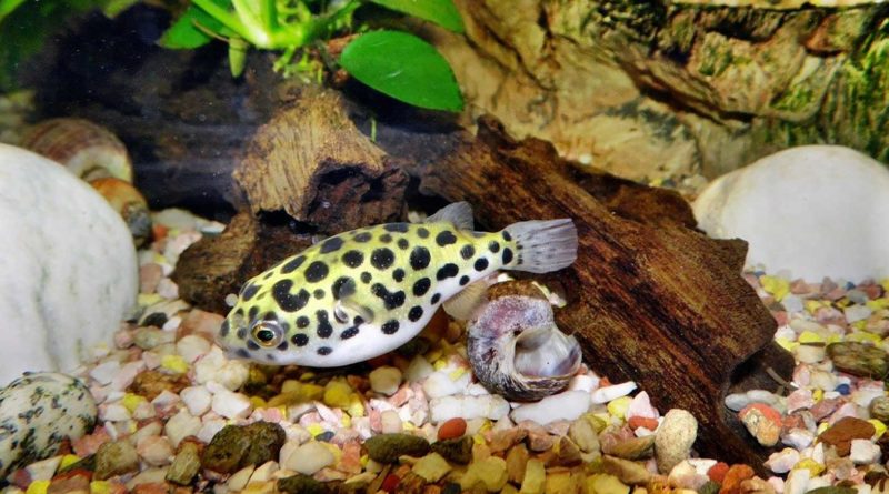 freshwater-puffer-fish