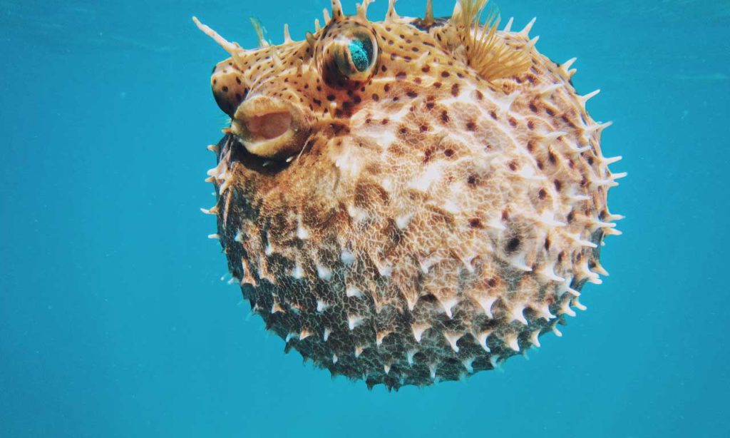 Inflated Puffer Fish