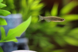 Zebra Danio | Ruaraidh Gillies | Flickr