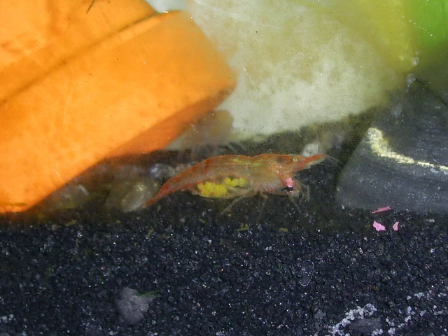 Female-Ghost-Shrimp-Flicker.com-Storm