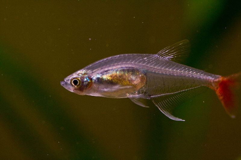 Bloodfin_Tetra-by chronotopian | commons.wikimedia.org