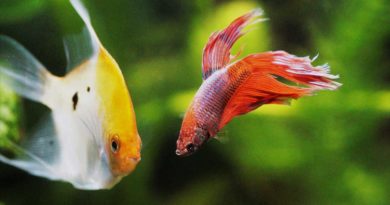 coolest-freshwater-aquarium-fish-varieties