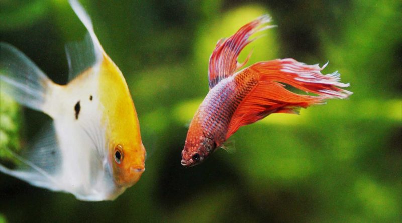 coolest-freshwater-aquarium-fish-varieties