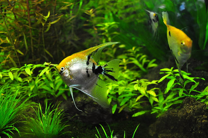  Freshwater-Angelfish-royality-free