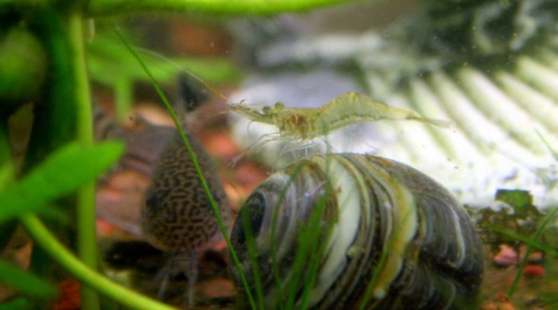 Ghost-Shrimp-Flicker.com-by-Kai Schreiber-apparition