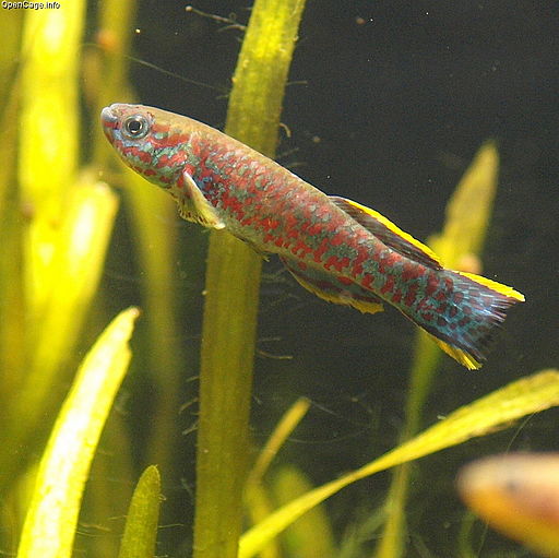 Guatemalan_Killifish_from_opencage.info-commons.wikimedia.org