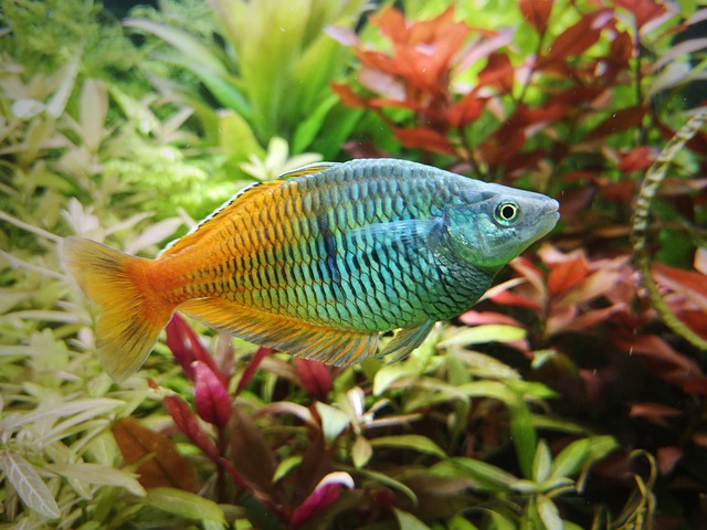 freshwater-rainbow-fish