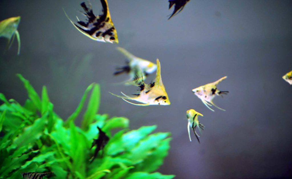 Freshwater-Angelfish types of cichlids