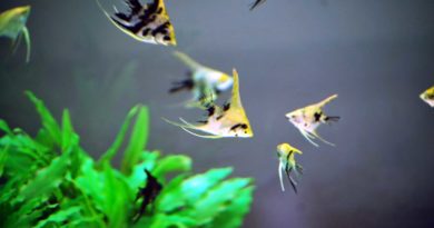Freshwater-Angelfish