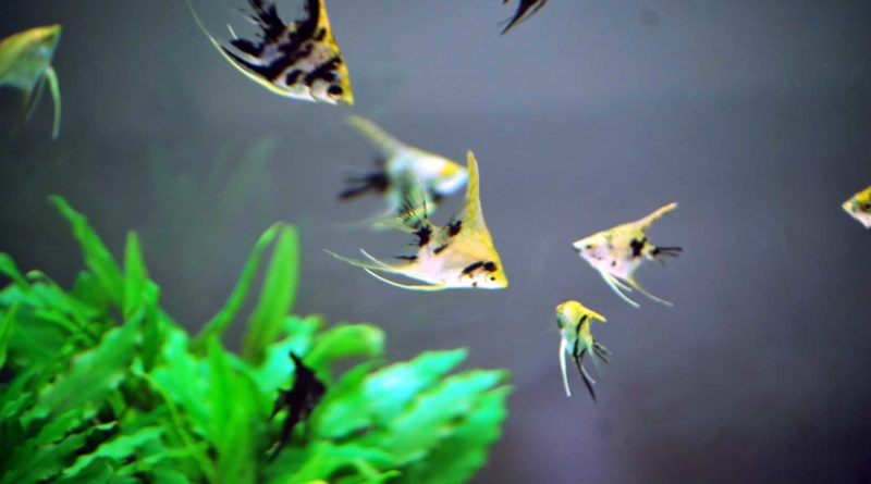 Freshwater-Angelfish