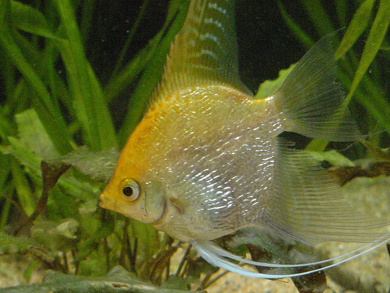 Gold Angelfish | commons.wikimedia.org | Neil916 (CC-BY-AA-2.5)